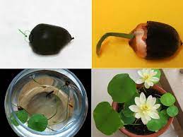 Xử lý hạt sen trước khi trồng